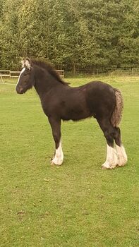 Irish Cob / Tinker Absetzer in Sonderfarbe