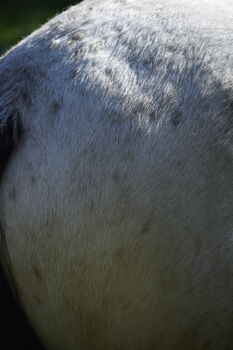 Irish Cob Tinker Hengst Buckskin Tigerschecke