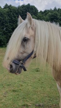 Irish Cob Tinker Hengst