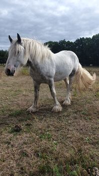Irish Cob Tinker Hengst 3 jährig Sonderfarbe