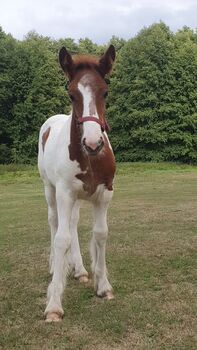 Irish Cob Tinker Stute Fohlen Sonderfarbe, Daniela Hoffmann , Horses For Sale, Rohrberg  