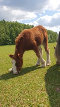 Irish Cob / Tinker Stute , trächtig mit Fohlen bei Fuß