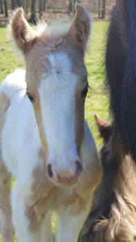 Irish Cob Tinker Hengst Fohlen Palominoschecke, Daniela Hoffmann , Horses For Sale, Rohrberg  