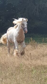 Irish Cob Tinker Hengst, Daniela Hoffmann , Horses For Sale, Rohrberg  