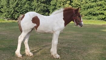 Irish Cob Tinker Stute Fohlen Sonderfarbe