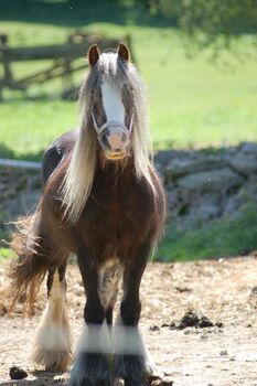 Irish Cob / Tinker Stute Sonderfarbe, Daniela Hoffmann , Pferd kaufen, Rohrberg  
