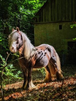 Irish Cob / Tinker Stute Sonderfarbe