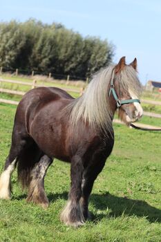 Irish Cob / Tinker Stute , trächtig mit Fohlen bei Fuß, Daniela Hoffmann , Pferd kaufen, Rohrberg  