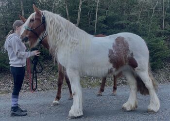 Irish Cob, Tinker, Zucht und klassische Dressur, Freizeit, Fahrsport, Gut Windrose, Horses For Sale, Pleystein