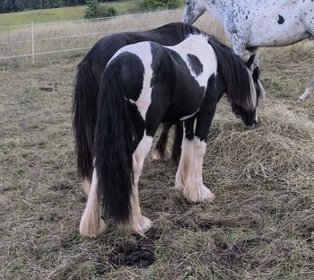Irish Cob tricolour  Achatschecke