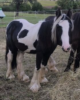 Irish Cob tricolour  Hengstanwärter, Tina, Horses For Sale, Calden