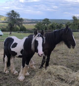 Irish Cob tricolour  Hengstanwärter