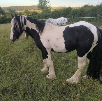Irish Cob tricolour  Achatschecke, Tina, Pferd kaufen, Calden
