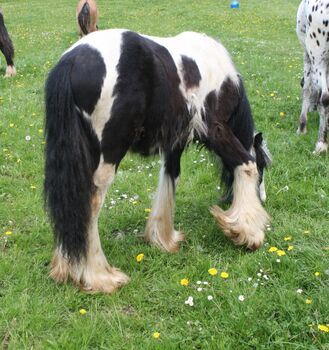Irish Cob tricolour  Hengstanwärter