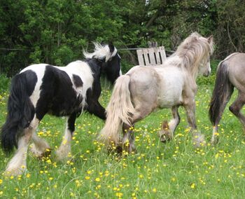 Irish Cob tricolour Jährling Hengstanwärter, Tina, Horses For Sale, Calden