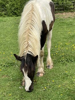 Irish Cob Jährlingshengst