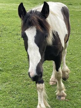 Irish Cob Jährlingshengst, Verena Amacker, Horses For Sale, Genevrey