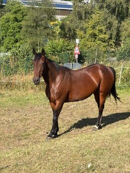 Irish Sport Horse Stute mit Goldcharakter – 10 J. – Allrounderin, Jacqueline , Pferd kaufen, Daaden