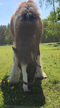 Irish Tinker / Cob , Absetzer mit besonder Farbe, Daniela Hoffmann , Horses For Sale, Rohrberg  