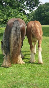 Irish Tinker / Cob Stute Absetzer