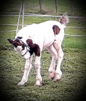 Irish Tinker Hengstfohlen, Claudia Deflorian , Horses For Sale, Lustenau 