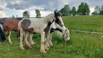Irish Tinker, Andrea Uckermann, Pferd kaufen, Reichenfels