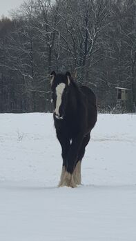 Irish Cob / Tinker Absetzer in Sonderfarbe, Daniela Hoffmann , Konie na sprzedaż, Rohrberg  