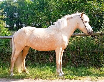 Isabellwindfarbende Islandfee zu verkaufen!, Corinna Langer , Horses For Sale, Wiemersdorf