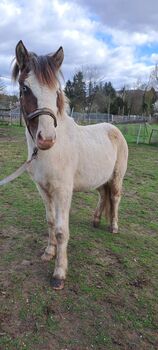 ISLÄNDER HELMSCHECKE HENGST, Sandro, Pferd kaufen, Saarbrücken