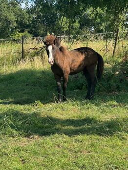Isländer Hengst 7 Monate, Jenny, Pferd kaufen, Velbert