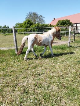 Isländer Hengst, Wanda, Pferd kaufen, Wittstock/Dosse