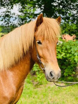 Isländer Stute, 12 jährig, 145cm, Fuchs mit Flocke, sucht neues zu Hause
