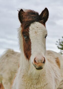 Isländer Stutfohlen Farbe trifft Qualität, Genesis, Pferd kaufen, Saarland