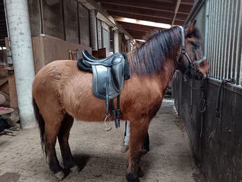 Isländerwallach Braunfalbe