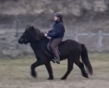 Isländerwallach, ehemaliges Kinderreitschulpferd, Pet, Horses For Sale, Kirchschlag