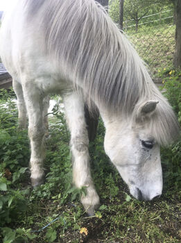 Islandpferd sehr Kinderlieb, Oberaigner , Horses For Sale, Weiten