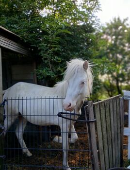 Isländer Hengst 5GÄNGER Cremello