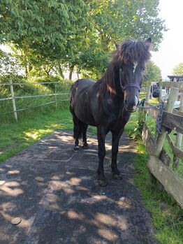 Isländer, Islandpferd Wallach 140Stkm, Sandfuchs, Horses For Sale, Hörup
