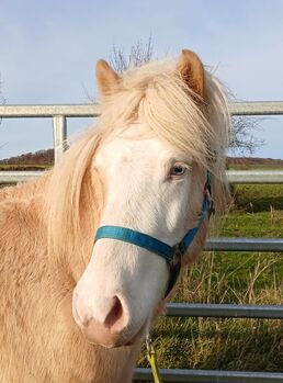 Isländer Jungwallach 3,5 J. späteres potentielles Allround Verlasspferd, Genesis, Horses For Sale, Saarland