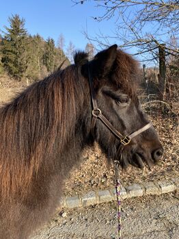 Isländer Wallach Notfall, Mia, Horses For Sale, Wien