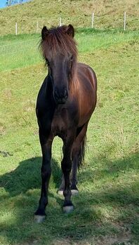 Isländer Wallach, SG, Horses For Sale, Irdning