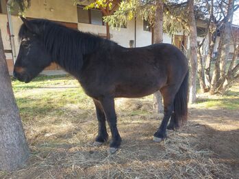 Isländerwallach, ehemaliges Kinderreitschulpferd