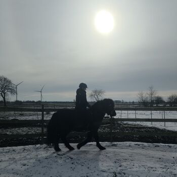 Isländer,Islandpferd