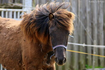 Isländer Stute, Kunze, Horses For Sale, Colditz