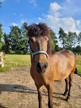 Großrahmige Islandstute, Annika, Horses For Sale, Wurster Nordseeküste