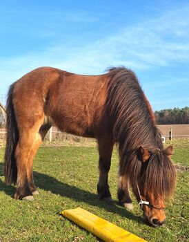 Islandstute. Hübsche 5-Gang Stute, Top-Abstammung, gute Gänge, Mariah, Horses For Sale, Bispingen
