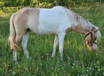 Isländer Jungstute in Braunfalb-Windfarb-Schecke günstig