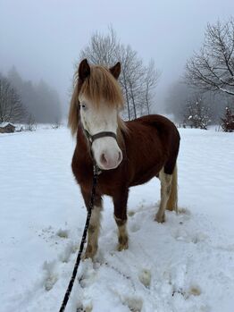 Isländer Islandpferd Stute Helmschecke, Bidner Lisa, Horses For Sale, Cadolzburg 