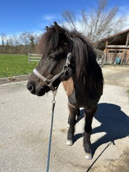 Isländer „Leiknir“ sucht seinen Herzensmenschen!