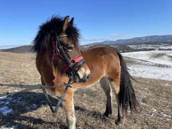 Island zu verkauf, Eric Hendrickx, Pferd kaufen, Eger